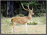 Orissa Wildlife Tour